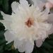 Profile Picture of Patricia Chaffins (@patriciafayst) on Pinterest