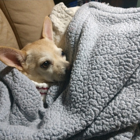 Profile Picture of Sherry Dowell (@skdknits) on Poshmark