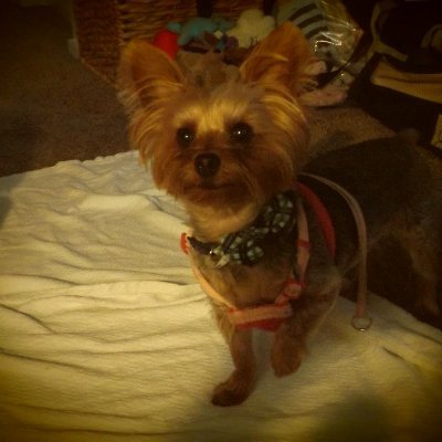 Profile Picture of Dani Blackman (@daniblackman3) on Twitter