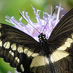 Profile Picture of Jackie Riley (@swamp milkweed) on Flickr