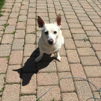 Profile Picture of Christopher Torrez (@Christo72776271) on Twitter