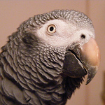 Profile Picture of Thomas Pogue (@sheebabirdy) on Flickr