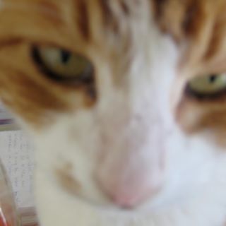 Profile Picture of Chloe Link (@chloe.link.7393) on Facebook