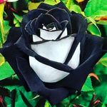 Profile Picture of rose coley (@rosecoley.divi) on Instagram