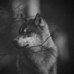 Profile Picture of Sean O'Kelley (@theirishboy13) on Instagram