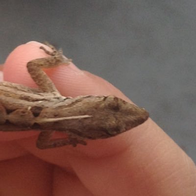 Profile Picture of Sydney Isabel Cope (@annamcope) on Twitter