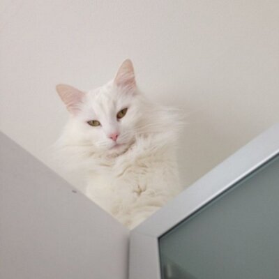 Profile Picture of Sandra Andersson (@looveeii) on Twitter