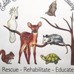 Profile Photo of Edith Allen Wildlife Sanc. (@edithallenwildlife) on Instagram