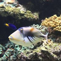 Profile Picture of Mona Saeed Hassan (@mona-saeed-hassan) on Quora