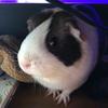 Profile Picture of Bianca McKinley (@@bikabear) on Tiktok