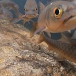 Alex Fischbacher - Instagram Profile Picture of Alex Fischbacher (@alexfischbacher) on Instagram