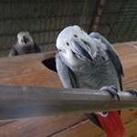 Profile Picture of Bonny and Wilson Watson (@bonnyandwilsongreyparrots) on Instagram