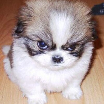 Profile Picture of Phillip Terry (@aucyris) on Twitter