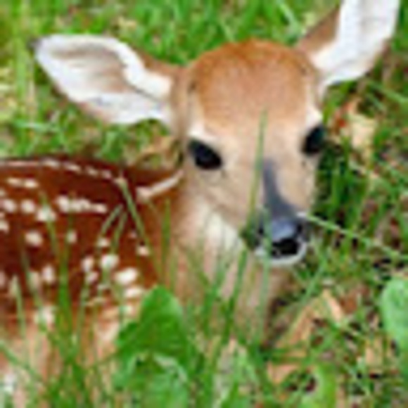 Profile Picture of Grace Emmich (@emmichg) on Poshmark