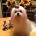 Profile Picture of Rosemark Cottage (@rosemarkmaltese) on Pinterest