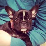 Profile Picture of Rebecca McBride (@mylifewith_ruby_) on Instagram