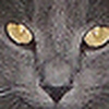 Profile Picture of Stacey Shay (@krzyshay) on Flickr
