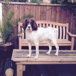 Profile Picture of Ruby Hussey/ English Springer (@rubyspringerspaniel) on Instagram