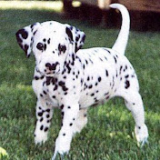 Profile Picture of Maria Oriol Valls (@mariaoriolvalls3164) on Youtube