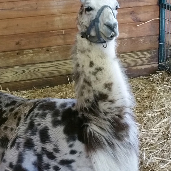 Profile Picture of Amanda Robison (@anrobison) on Poshmark