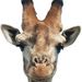 Profile Picture of Jeffrey Hynes (@jeffreyhynes1) on Pinterest