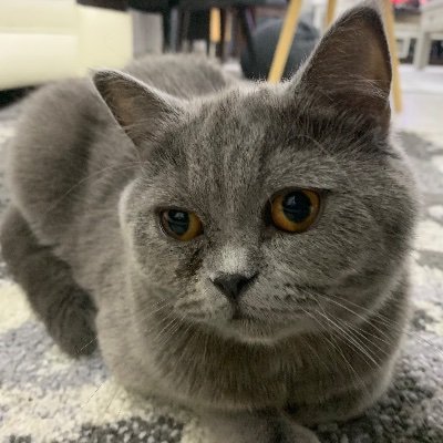 Profile Picture of Larabader (@larabader9) on Twitter