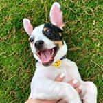 Profile Picture of Toby (@toby.toe.bean) on Instagram