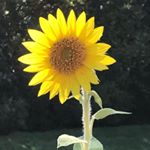 Profile Picture of Nancy Long (@nlongssg) on Instagram