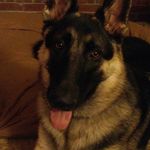 Profile Picture of cody mize (@killer_shepard) on Instagram