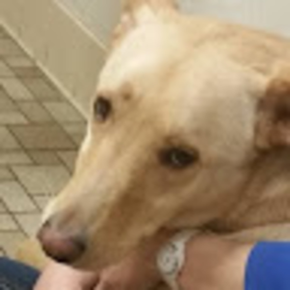 Profile Picture of Tiffany Degeeter (@tiffanydegeeter) on Poshmark