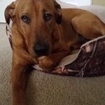 Ackley and Nick McCollister - Instagram Profile Picture of Ackley and Nick McCollister (@bignose_ackley) on Instagram