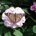 Profile Picture of Judy AlmondCoffelt (@judy.almondcoffelt) on Facebook