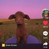 latoya - Tiktok Profile Picture of latoya (@@curly_head40) on Tiktok