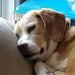 Profile Picture of Adam Capote (@adamcapote) on Pinterest