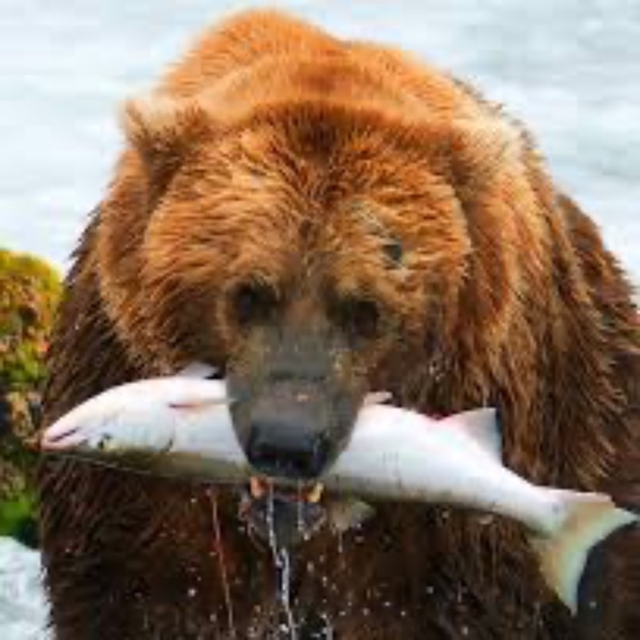 Profile Picture of Egor Kravetsky (@kitchenbear) on Poshmark