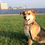 Bella Rose - Instagram Profile Picture of Bella Rose (@bella_rose_volpe_) on Instagram