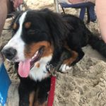 Profile Picture of Miranda (@miranda.the.berner) on Instagram