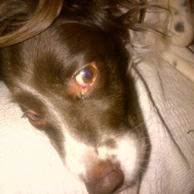 Profile Picture of Ian Locke (@maltmanian) on Twitter