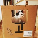 Profile Picture of Robinson & Borges (@robinson.and.borges) on Instagram