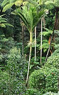 Profile Picture of Rhopalostylis sapidaon Wikipedia