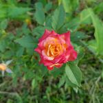 Profile Picture of Sherry Ritter (@rittersherry) on Instagram