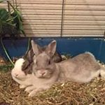 Tommy Graewert - Instagram Profile Picture of Tommy Graewert (@tommygraewert) on Instagram