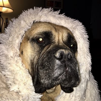 Profile Picture of Joe DiLallo (@JDiLallo16) on Twitter