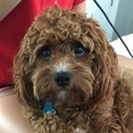 Profile Picture of Hazel Ramos 🐾 (@hazel_ramos123) on Instagram