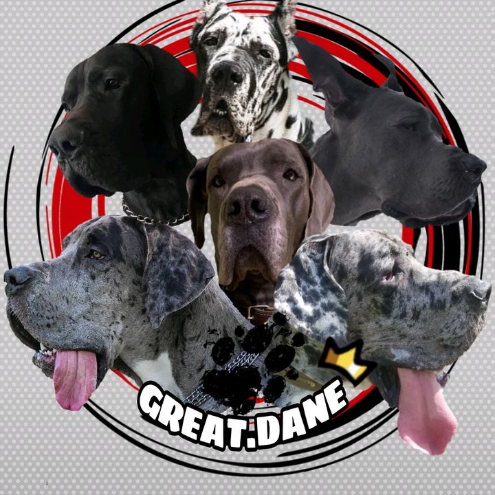 Profile Picture of GREAT.DANE.HOUSE (@great.dane.house) on Tiktok