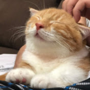 Mighty Chien (強尼) - Youtube Profile Picture of Mighty Chien (強尼) (@jackalbeast0511) on Youtube