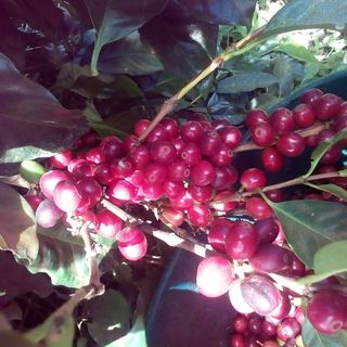 Profile Picture of Albeiro Rodriguez (@albeiro.rodriguez.1865) on Facebook