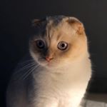 Profile Picture of Hello I‘m Kitty 🤍🦁 (@scottishredpoint) on Instagram