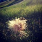 Profile Picture of Fiora McRae (@fioralyn) on Instagram