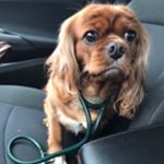 Profile Picture of Shelly Hamilton (@nurseratchet.71) on Instagram